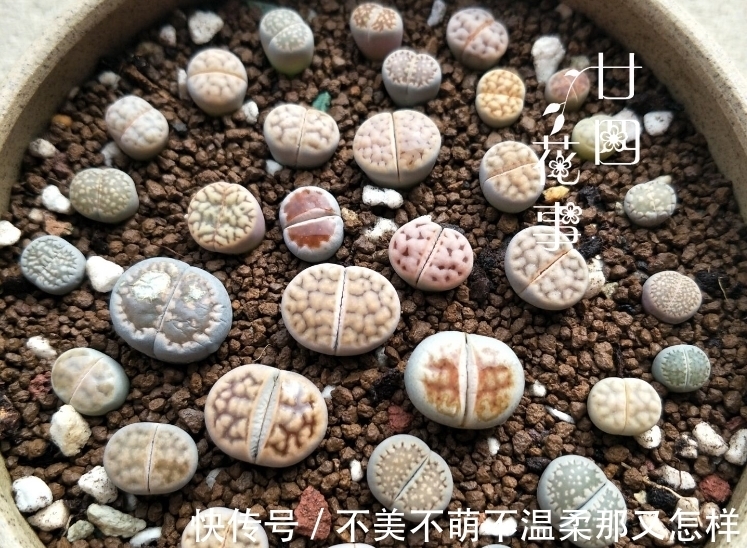 3类多肉不适合叶插,偶尔生根也难发芽,还是别费力气了