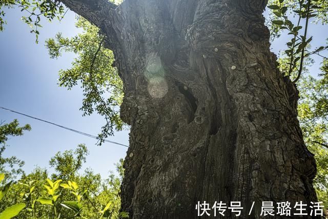 稷山国家板枣公园|走进稷山国家板枣公园 欣赏千年枣林艺术宫殿