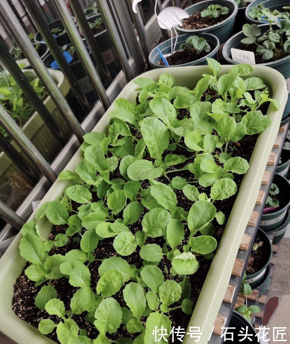 好吃|用了45天时间,在阳台种了“2盆”萝卜,好看又好吃