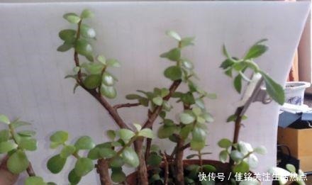 简单|长寿花嫁接“金枝玉叶”,技巧简单,轻松变成“火树银花”!