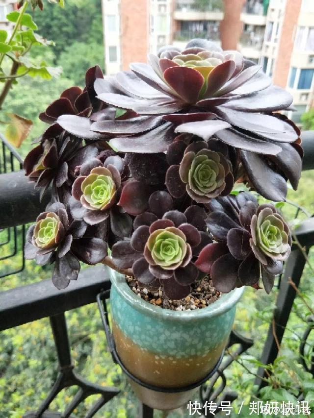 秋天多肉砍1刀，立马爆出一圈芽，1盆变10盆不花钱