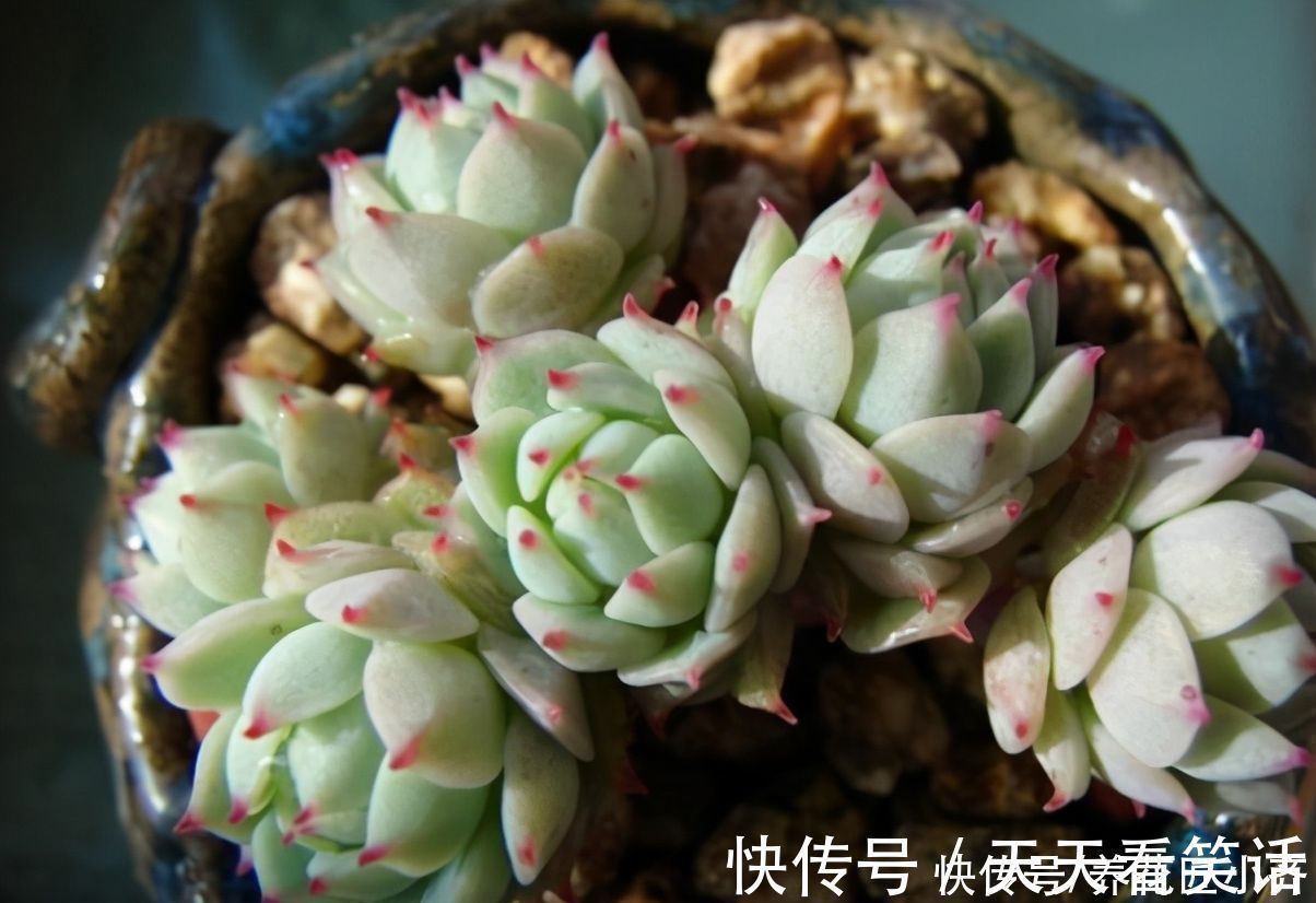 新手阳台养多肉的2个“烦恼”,不要着急,要针对“问题”去解决