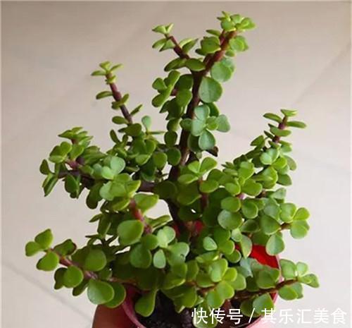 盆地|养花,啤酒可以去除土壤中的碱性,提高土壤颗粒的活性