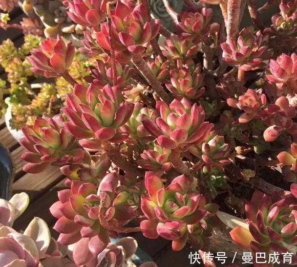 5种多肉“小老桩”,随便晒晒就上色,美的不可方物!