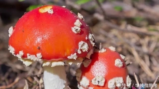  毒蘑菇种类|警惕这道“菜”不要随便吃，最近已致多人死亡