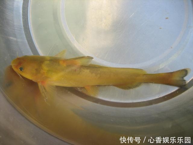 30多年前,我花一块钱买的钓鱼小册子,让我悟出了钓鱼的门道