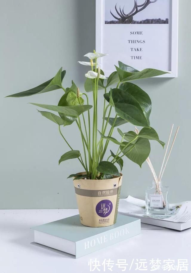 养绿植有讲究!选这几款好看还旺宅!