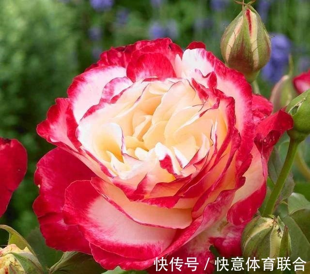 灌木|浓香月季品种大盘点，20个强香品种图文介绍。种一颗满屋飘香！