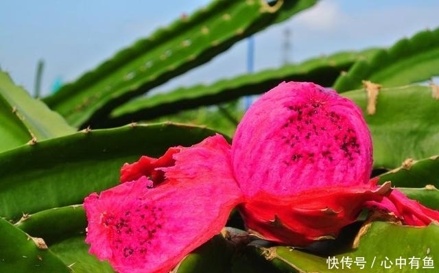 便秘|经常吃火龙果，预防便秘、抗衰老，营养师却称：有一类人谨慎食用