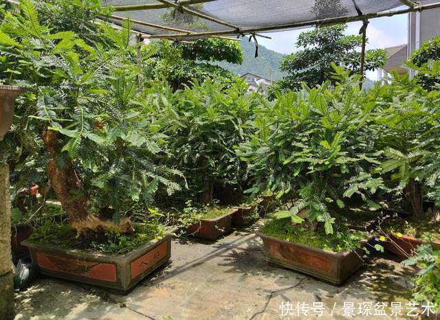 花盆原来也有这么讲究,别给你家树桩盆景选错了!