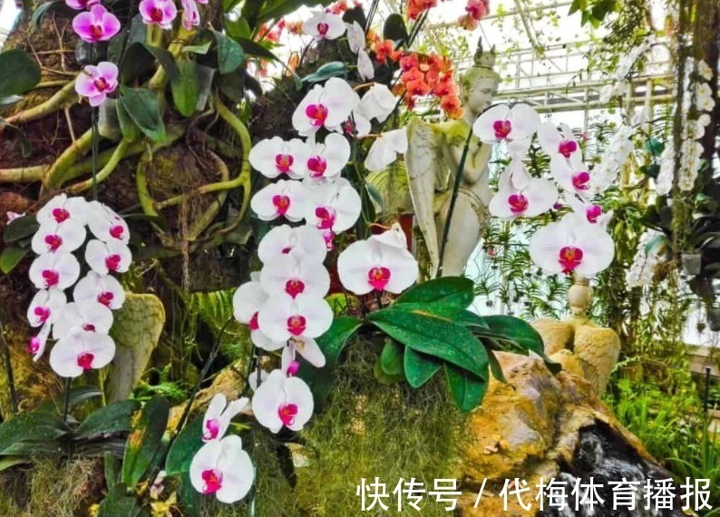 浇水|蝴蝶兰被扔路边,捡回去能养活吗?按这4点操作,开花长叶子易