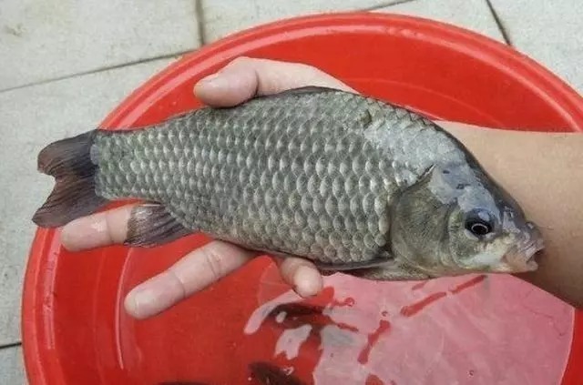 有种“对比”叫蚯蚓和红虫,钓友:天冷后,好过用小药