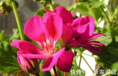 美极了|从8月20日开始，家养此款花卉，花型奇特美丽，养盆放阳台美极了