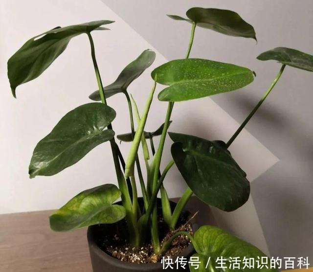 想省心就养这些花，没有病虫害，就爱开花！想省心就养这些花，没有病虫害，就爱开花！