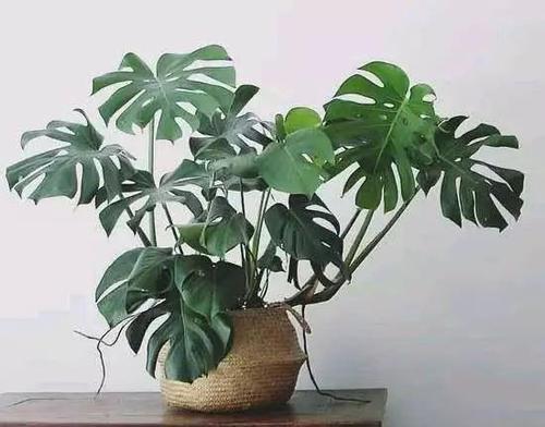 植物|5种盆栽植物,养护省心,比绿萝还好养,适合新手