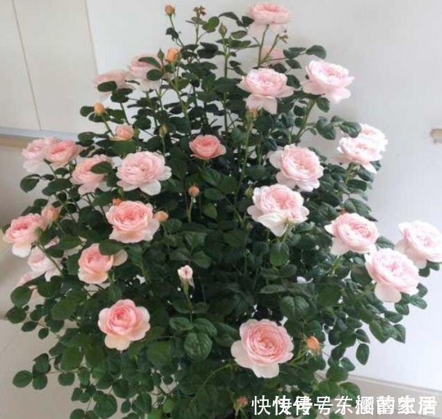 手掌型|5种花高贵优雅,看了就让人沉醉,比牡丹美,比绿萝好养