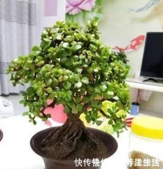 金枝玉叶特好养，3个“小事”做对了，枝粗叶肥，1年变老桩！