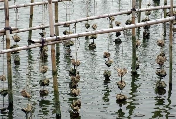 生蚝和海蛎长得很像,到底有什么区别海鲜达人一句话说出答案