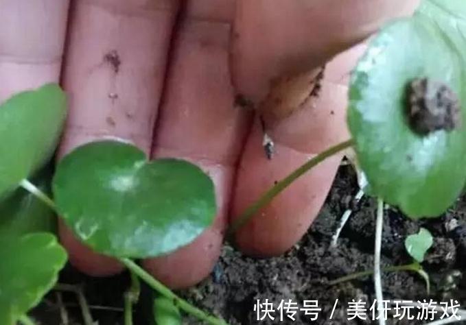 盆栽别花钱买了，就这几根铜钱草枝条，教你如何轻松就爆盆