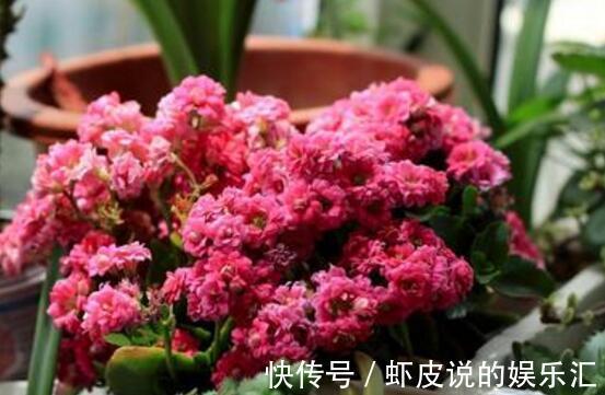 红宝石|养花试试这款，花小花蕾浓密饱满，非常符合人的审美情趣