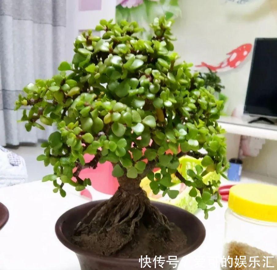 有名的“12种旺财花”,吉祥又大气,养成老桩更“旺家”