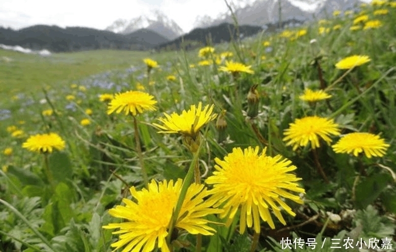 蒲公英泡水喝的利与弊你了解多少