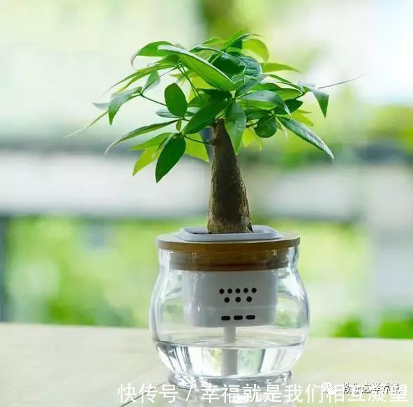 放水|4种花放水里猛长根,比土培好养100倍,一分钱不花,还很漂亮!