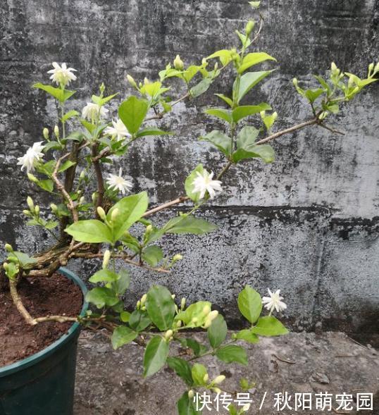 春天了,室内的花别着急出室,1点达不到,小心变“翻车现场”