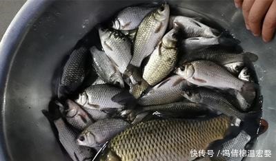 朝天钩|冬季传统钓上鱼多，朝天钩的功劳多，解析朝天钩在冬钓的优缺点