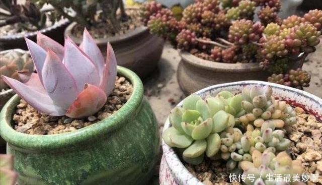 夏天养多肉,浇水是难题,掌握几个“小技巧”,安全度夏!