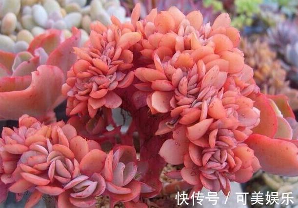 什么状态的多肉需要趁早换盆碰上4种情况,早动手早受益