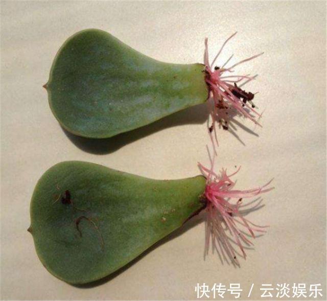 多肉叶插生根快,关键学会1个“旱”字,10天冒白根,个个能成活