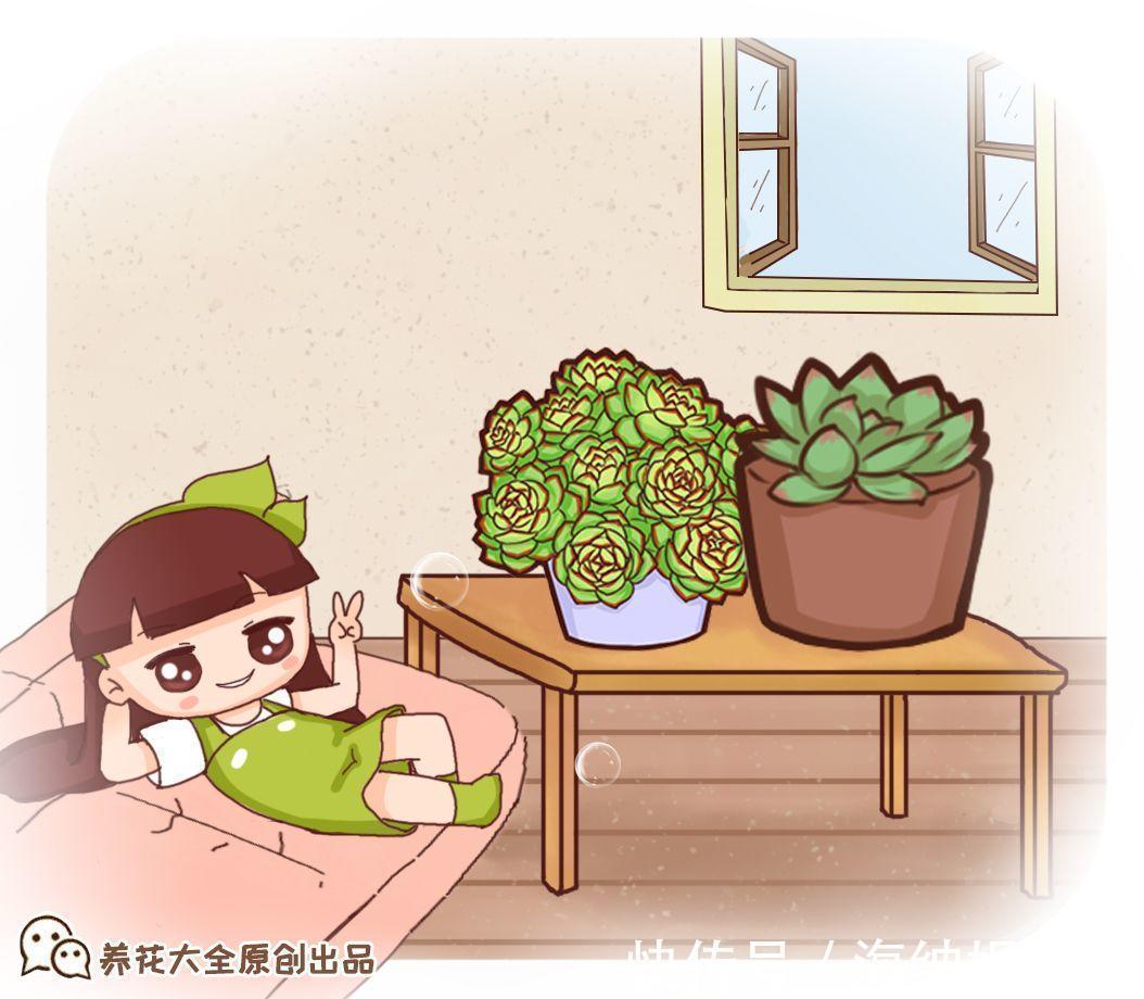 耐旱|4种多肉最适合懒人养，叶子厚实难徒长，养到就是赚到！