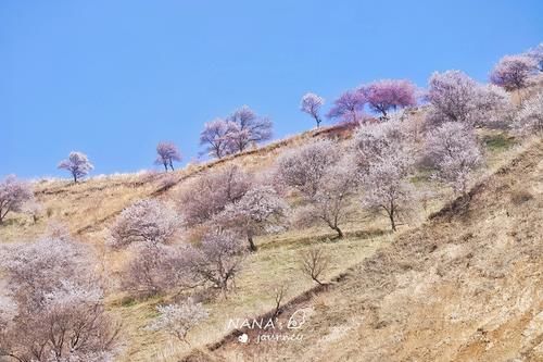 再过几天，新疆的这里将成为杏花的海洋，漫山遍野的盛景