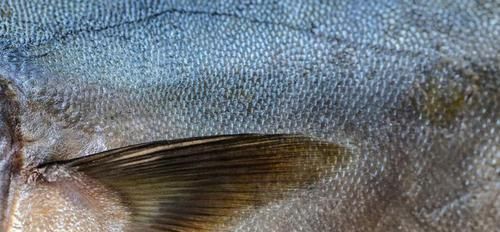 鱼头|注意鱼身上一个部位有毒，千万别吃爱吃鱼的小伙伴赶紧看看吧