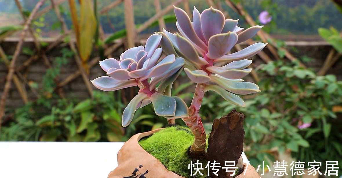秋冬天冷,怎么“保全”植物盆栽?通过这些途径御寒就好了