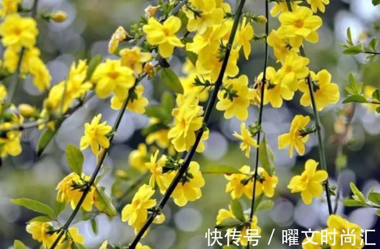 养花|4种漂亮花,别乱浇水,水越多开花越少,旱着养反而长得旺