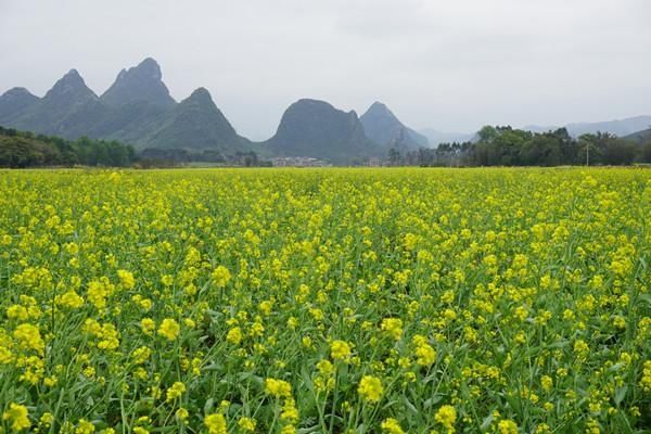 才能|钟山油菜花擦亮“中国长寿之乡”生态名片