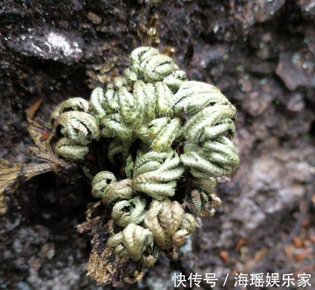 花友们|此种“野草”在山崖上，被称为“九死还魂草”，当盆栽变值钱