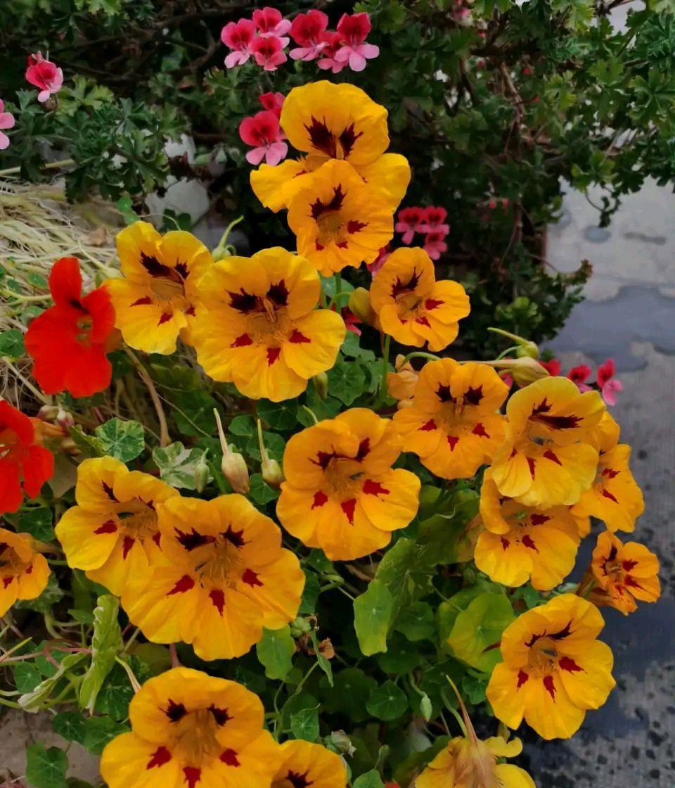 花儿|阳台养花可以养它,皮实好养很勤花,美丽一个秋天,花色也很绝