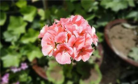 养花试试这几款，花谢之后将残花摘掉，避免它结出种子