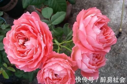 花瓣|10年老花农养月季，只选这3种，开花美极了，是盆栽佳品！