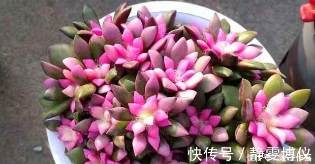 多肉|冬天多肉看起来无精打采浇水时注意5点，棵棵精神饱满