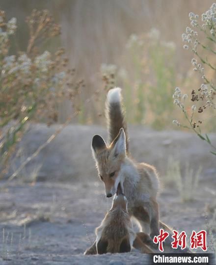 柴达木盆地|野生赤狐一家五口在青海格尔木市市区安家