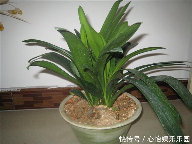 方法|君子兰的正确养殖方法,不要再乱养君子兰了进来看一下正确方法