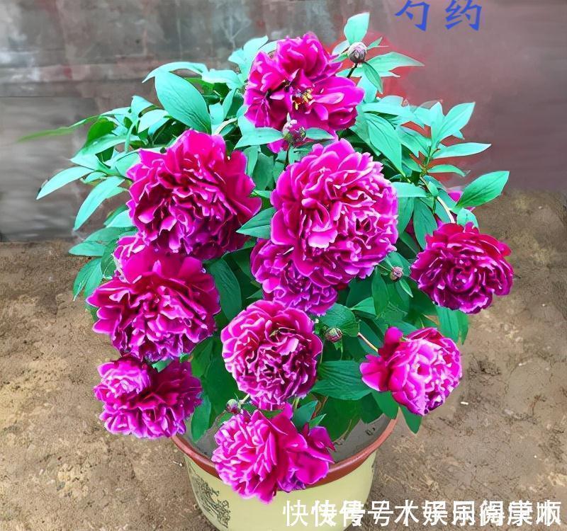 4种花要富养,根多“爱吃土”喜欢大花盆,用对了利于生长和开花