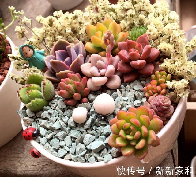 营养土|10块钱买了一堆不知名的多肉,回家这样搭配起来,30天大变样