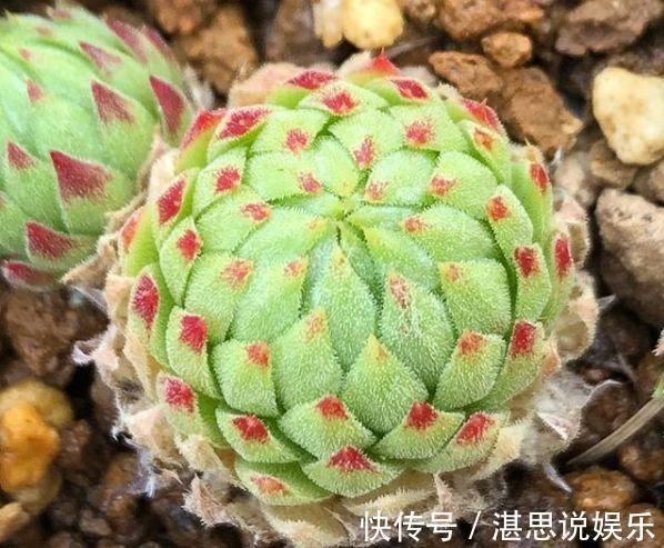 花盆|1种多肉“最好养”,零下20℃冻不死,雪地里“照常”生长