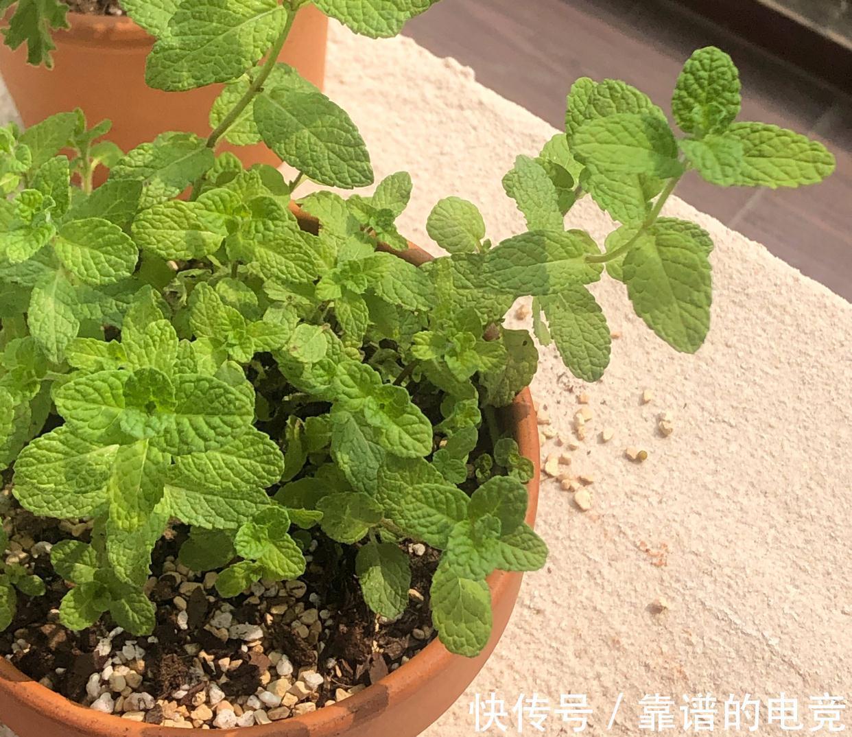 薄荷怎么过冬?做好一点,来年枝繁叶茂,迅速疯长到爆盆