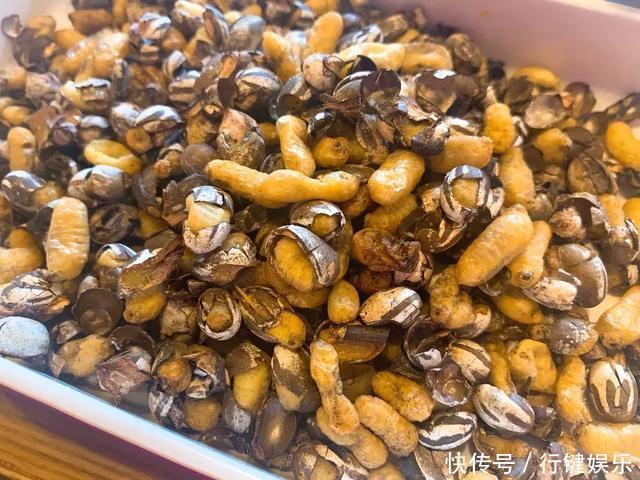 价格不菲|农村称“杨拉罐”，小时用火烤着吃，现如今成为美食价格不菲